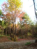 �����܂̐X�̍g�t