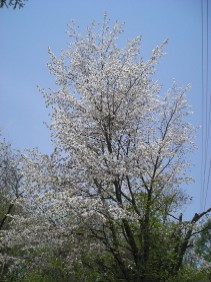 桜 桜